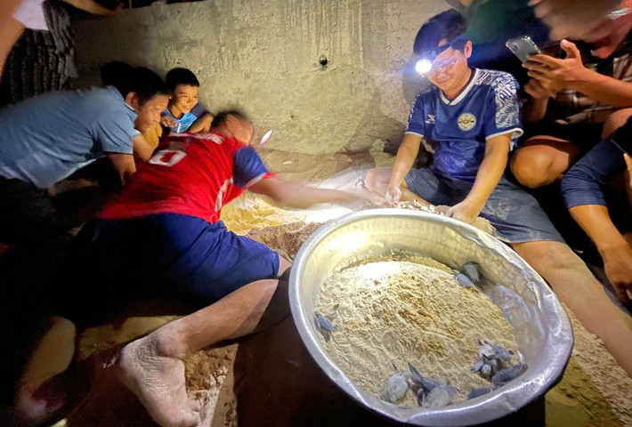 Vào khuya ngày 11/8, tại xã đảo Nhơn Châu (tỉnh Gia Lai), 11 cá thể rùa con chào đời từ ổ trứng đã được cán bộ, người dân địa phương bảo vệ và thả về biển. Ảnh: ĐVCC/Báo Gia Lai.