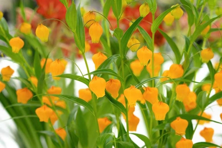 Biểu tượng của may mắn và thịnh vượng: Màu vàng – biểu trưng của tài lộc, kết hợp hình đèn lồng – biểu tượng của an vui, khiến loài hoa này được ưa chuộng trong phong thủy.