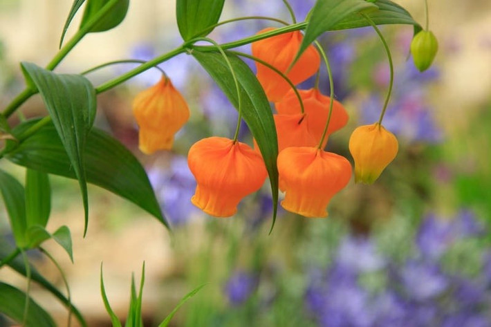 Một tuyệt phẩm sống cho không gian: Sandersonia aurantiaca là cây cảnh không chỉ đẹp mà còn mang giá trị tinh thần – là lựa chọn lý tưởng cho cả ngắm hoa, chiêm ngưỡng và gắn kết gia đình.