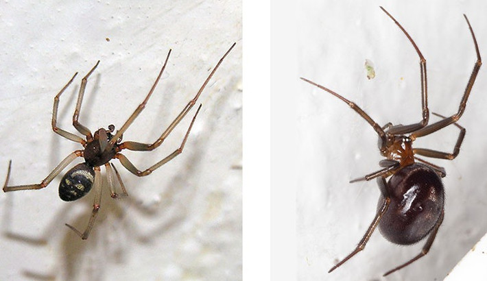 Mặc dù không gây tử vong nhưng loài nhện độc False Widow có nọc độc này có thể gây sưng tấy, bỏng rát, thậm chí là sốt. Đây là loài lớn nhất trong 3 loài false widow thường xuất hiện gần khu dân cư. Ảnh: Algirdas/Dariusz Kowalczyk.