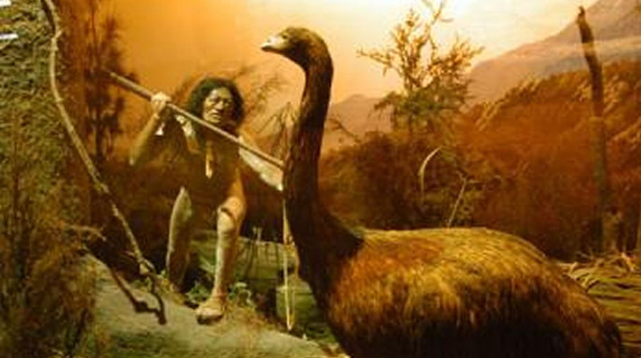Từng phân bố ở New Zealand, Moa là loài động vật cổ dài, cao khoảng 3m và nặng 230 kg. Ảnh: colossal.com.