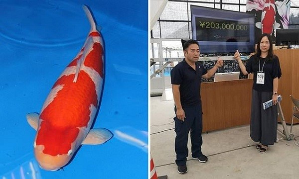 Nhật Bản là quốc gia nuôi nhiều cá Koi nhất với 90% lượng cá để xuất khẩu. Mỗi con cá Koi đạt tiêu chuẩn có giá từ 380.000 đồng đến khoảng 6.000.000 đồng. Tùy theo từng loại mà có những con cá Koi có giá khủng. Ảnh: Daily Mail.