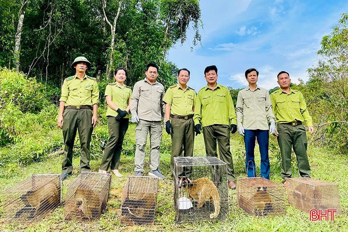 Mới đây, 6 cá thể cầy vòi mốc đã được Vườn Quốc gia Vũ Quang phối hợp các cơ quan chức năng tổ chức tái thả về môi trường tự nhiên. Trước đó, chúng được Hạt Kiểm lâm Hương Sơn bàn giao cho Vườn Quốc gia Vũ Quang để chăm sóc. Ảnh: Báo Hà Tĩnh.