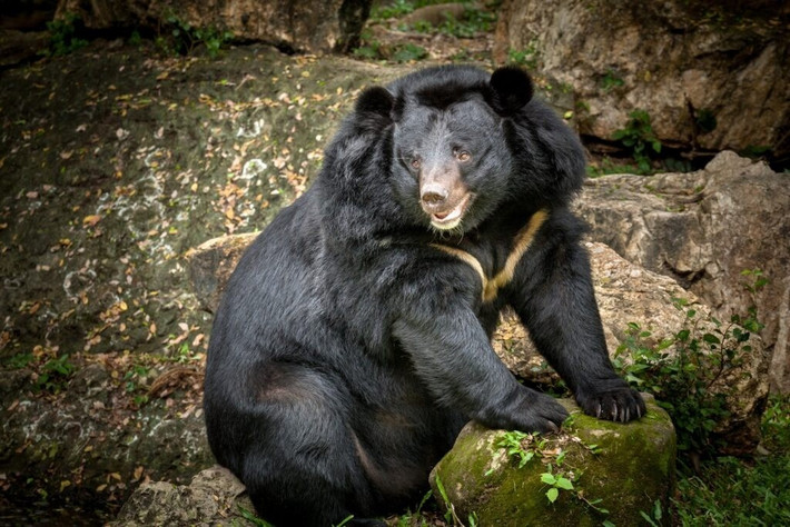 Gấu ngựa có tên khoa học là Ursus thibetanus hay Ursus tibetanus, còn được gọi là gấu đen Tây Tạng, gấu đen Himalaya hoặc gấu đen châu Á. Ảnh: bearbiology.org.