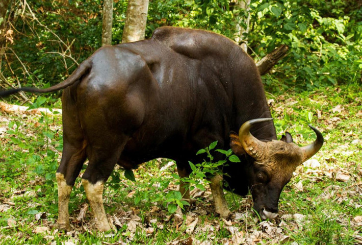 Khi trưởng thành, bò tót cao khoảng 1,9m, nặng 800 - 1.000 kg. Đầu bò tót có trán dô cao, sừng cong vòng lên. Lông màu xám đen, vùng gần móng chân có màu trắng. Ảnh: thainationalparks.com.
