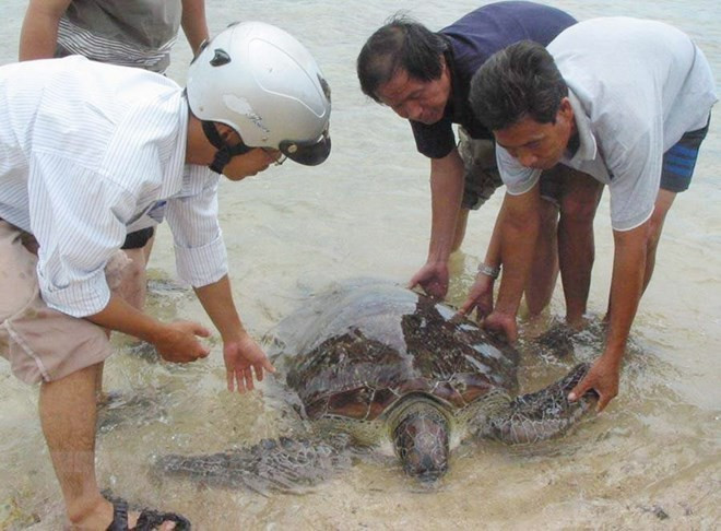 Theo đó, rùa da, rùa xanh/vích, đồi mồi, quản đồng và đồi mồi dứa được bảo vệ ở cấp độ cao nhất theo quy định của pháp luật. Ảnh: TTXVN.
