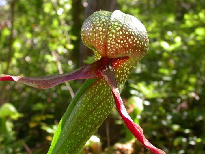 Tên gọi “ loa kèn hổ mang” (cobra lily) xuất phát từ hình dáng độc đáo của cây, với phần lá cong uốn lên trông giống như đầu rắn hổ mang đang bành mang, tạo vẻ ngoài khá “đáng sợ”.