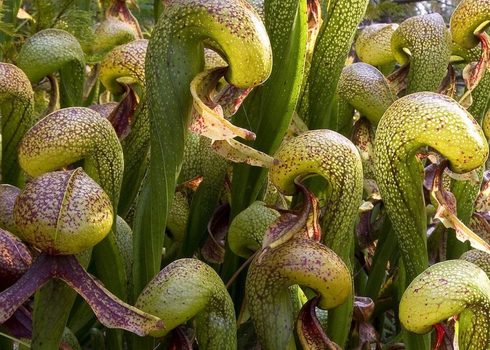 Không giống như cây nắp ấm hay cây bắt ruồi, loa kèn hổ mang không tiết ra enzyme tiêu hóa. Thay vào đó, nó dựa vào vi khuẩn và vi sinh vật để phân hủy con mồi bị mắc kẹt trong bẫy của nó.