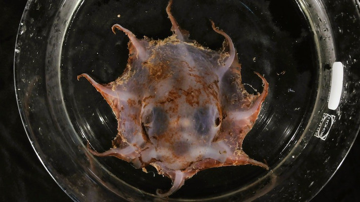Theo các nhà nghiên cứu, bạch tuộc Opisthoteuthis carnarvonensis chỉ dài khoảng 4 cm, có đôi mắt lớn và xúc tu màu đỏ tươi, sinh sống ở vùng nước sâu thuộc Công viên biển Gascoyne và Carnarvon. Ảnh: CSIRO: Cindy Bessey.
