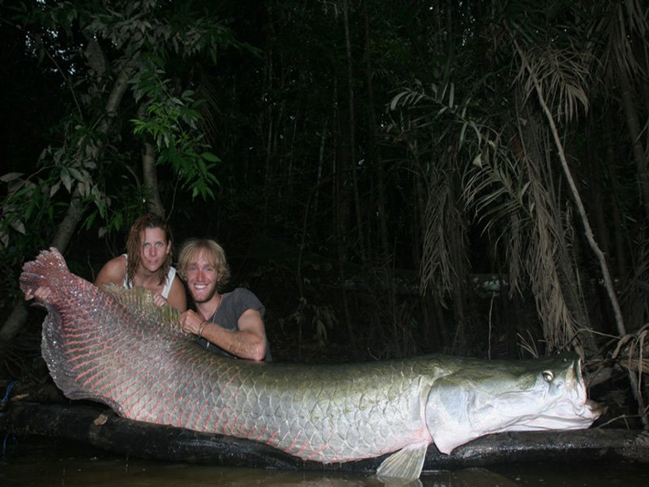Cá hải tượng long còn có tên gọi khác là cá Arapaima, Pirarucu hay Paiche là một loài cá nước ngọt khổng lồ sinh sống ở lưu vực sông Amazon thuộc Nam Mỹ. Trong điều kiện hoang dã, loài cá này có thể đạt chiều dài lên đến 2,5m và nặng hơn 125kg. Điểm đặc biệt của loài cá này là chúng có thể hô hấp ở trong những vùng nước có mức độ oxy rất thấp. Bởi vì ngoài mang ra, cá Pirarucu còn có một bong bóng có cấu tạo gồm các mô phổi, cho phép chúng lấy oxy trong không khí để duy trì hô hấp.