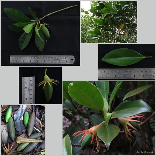 Thời điểm vẹt đen thường ra hoa là khoảng tháng 3 - 4 và cho ra quả tháng 5 - 6. Đôi khi, loài cây này ra hoa và quả gần như quanh năm. Ảnh: Zakaria Al Anshori.