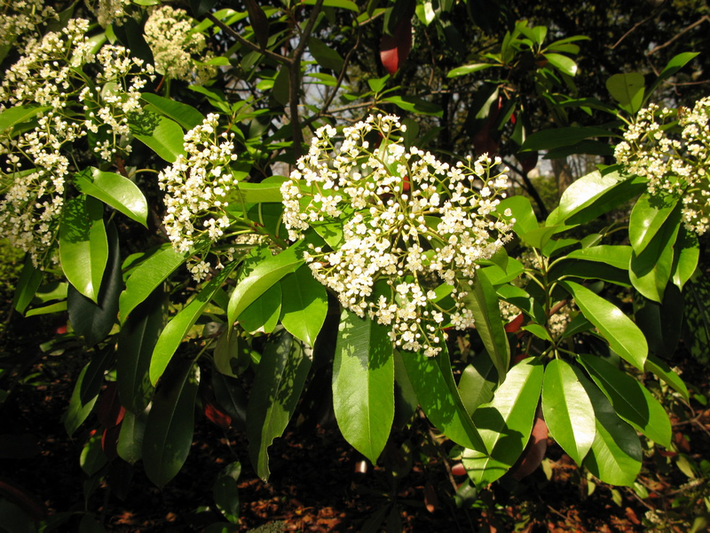 Sến Trung Hoa (Photinia serratifolia) cao 8m, là thực vật bản địa Trung Quốc. Gỗ của loài cây rừng này được khai thác để làm đồ nội thất. Chúng được được trồng làm cảnh.