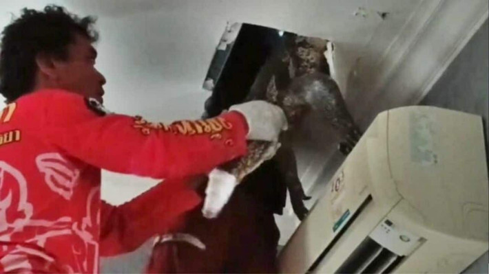 Một con thằn lằn khổng lồ nặng hơn 30 kg, dài hơn 2m chính là "thủ phạm" gây ra những âm thanh lạ trên trần của một ngôi nhà ở Ayutthaya, Thái Lan. Sự việc xảy ra vào ngày 23/6. Ảnh: KhaoSod.