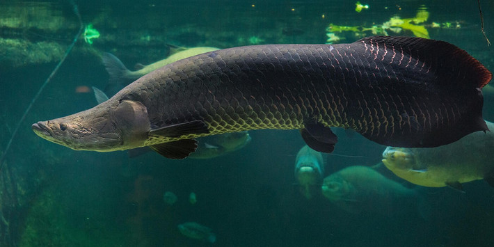 Còn được gọi là cá hải tượng long, cá Pirarucu hay Paiche (danh pháp khoa học là Arapaima), cá Arapaima là một trong những loài cá nước ngọt lớn nhất thế giới. Khi trưởng thành, chúng có thể đạt chiều dài 4m, nặng tới 300 kg. Ảnh: nationalzoo.si.edu.