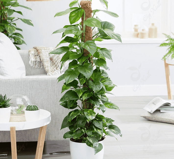 Trầu bà là cây gì? Vì sao phổ biến khắp mọi nơi?. Cây trầu bà (Epipremnum aureum), còn gọi là hoàng tâm điệp, có nguồn gốc Đông Nam Á, thân leo, lá hình tim, sống tốt trong đất và nước.