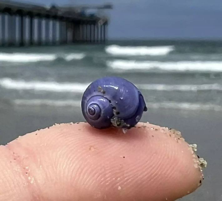 Nhà hải dương học Anya Stajner gần đây có chuyến đi bộ ngắm hoàng hôn dọc bãi biển La Jolla Shores, San Diego, Mỹ thì bất ngờ nhìn thấy vỏ ốc nhỏ có màu tím lấp lánh nằm rải rác trên cát, trông như những viên đá quý. Ảnh: Anya Stajner.