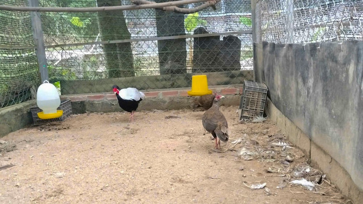 Ngoài tự nhiên, chúng thường sống ở rừng nguyên sinh và thứ sinh từ độ cao 300 mét.