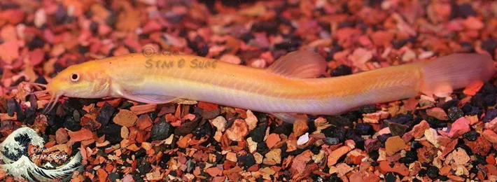 Cơ quan Khảo sát Địa chất Mỹ (USGS) cho hay loài cá trạch đồng có thể sống trên cạn trong thời gian ngắn do khả năng hít thở không khí và chịu được điều kiện thiếu oxy. Chúng gia tăng số lượng rất nhanh vì là loài sinh sản vô tính. Ảnh: Stan Sung.