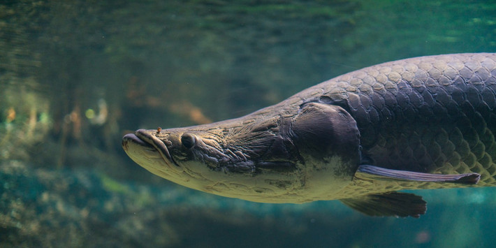 Loài cá Arapaima phân bố ở sông Amazon. Chúng có đặc điểm nổi bật là phần đầu lớn, môi rộng và mắt tròn. Vảy khá to và tròn, khu vực hậu môn nằm gần với đuôi. Ảnh: nationalzoo.si.edu.