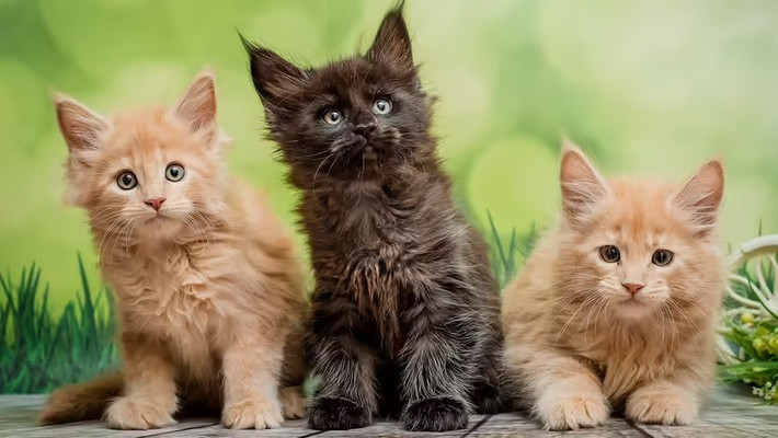 Một trong những lựa chọn hàng đầu hiện nay là ứng dụng Meowtalk. Theo website của ứng dụng này mô tả về Meowtalk là "ứng dụng dịch tiếng mèo bằng AI có cơ sở khoa học số 1". Ảnh: tkach-artvitae / Shutterstock.