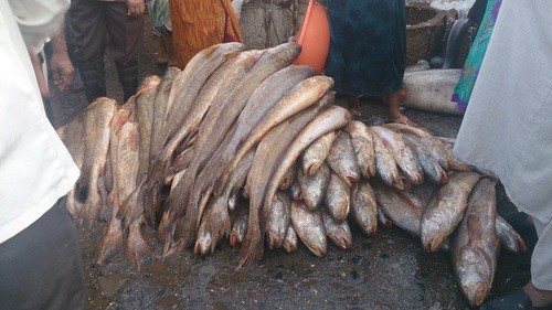 Trong y học hiện đại, bong bóng của cá sủ vàng được dùng để sản xuất chỉ khâu tự phân hủy trong những ca phẫu thuật. Theo một số nguồn tin, bóng cá sủ vàng có giá trên thị trường khoảng 45.000 - 55.000 USD/kg tùy theo độ dài. Ảnh: swapniltandel.
