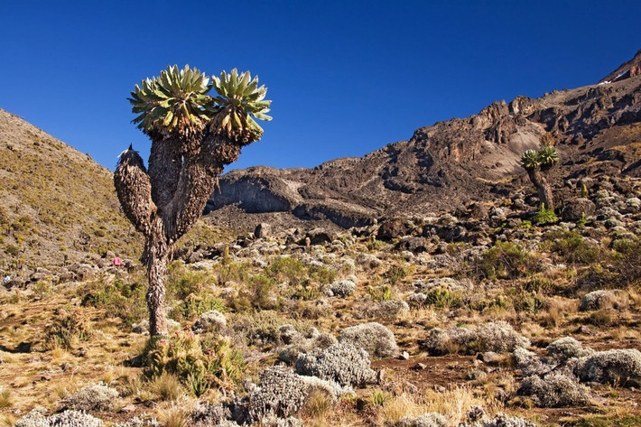 Loài cây kỳ lạ trông như kết hợp giữa cây dứa và xương rồng saguaro, loài cây này xâm chiếm sườn núi cao nhất châu Phi từ khoảng một triệu năm trước và không lan rộng kể từ đó
