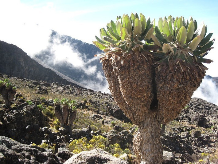Theo các nhà khoa học, các sườn núi ở độ cao trung bình của núi Kilimanjaro ở Tanzania là nơi sinh trưởng của cây groundsel khổng lồ