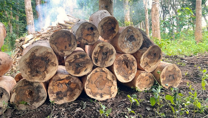 Kỳ nam được chia làm 4 loại, được phân loại dựa trên tính chất và màu, vị bao gồm: Bạch kỳ (màu trắng ngà, vô cùng quý hiếm), Thanh kỳ (màu xanh xám), Huỳnh kỳ (màu vàng nâu), Hắc kỳ (màu đen chàm). Ảnh: dadvanceagarwoodsolutions.