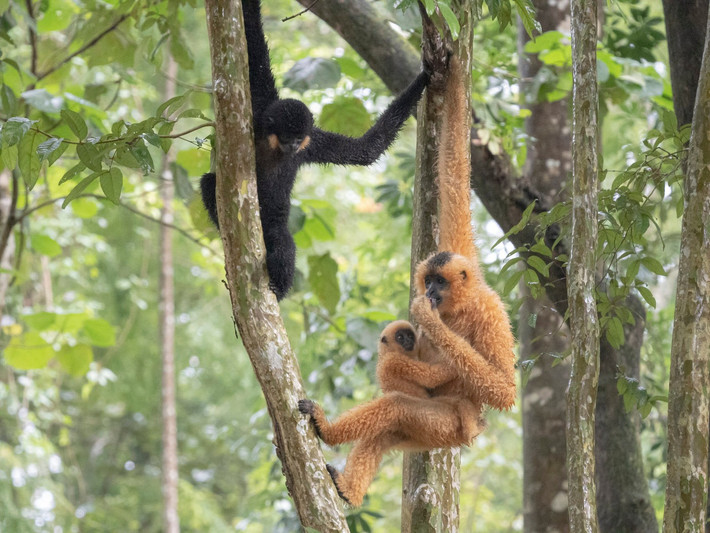 Hai đàn Vượn đen má hung Nam Bộ lần đầu tiên được Trung tâm Công nghệ và Bảo tồn thiên nhiên ghi nhận trong lần khảo sát tại khu vực Đèo Cả - Hòn Nưa (tỉnh Phú Yên cũ, nay là Đắk Lắk) vào tháng 4/2025. Ảnh: Tiền phong.