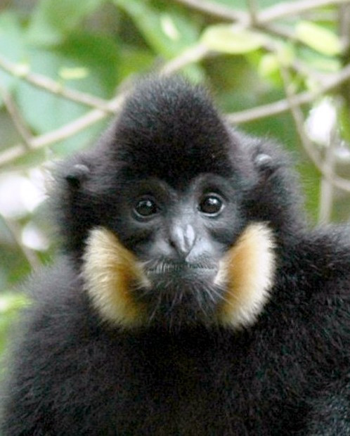 Vượn đen má hung Nam Bộ (tên khoa học Nomascus gabriellae) thuộc bộ linh trưởng (Primates). Đây là một trong những loài linh trưởng đặc hữu của khu vực Đông Dương, phân bố chủ yếu tại Việt Nam, Lào, Campuchia. Ảnh: eprc.asia.