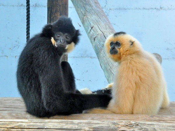 Liên minh bảo tồn quốc tế năm 2023 xếp vượn đen má hung vào nhóm Nguy cấp (EN – Endangered). Sách đỏ Việt Nam 2024 cũng đưa loài động vật quý hiếm vào phân hạng Nguy cấp. Ảnh: zooinstitutes.com.