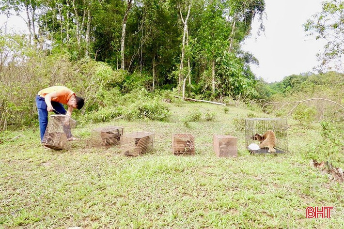 Sau một thời gian được chăm sóc kỹ lưỡng, các cá thể cầy vòi mốc quý hiếm đã đủ điều kiện để tự sinh tồn trong môi trường tự nhiên. Vườn Quốc gia Vũ Quang sẽ tiếp tục theo dõi, bảo vệ chúng để đảm bảo an toàn sau khi tái thả về tự nhiên. Ảnh: Báo Hà Tĩnh.