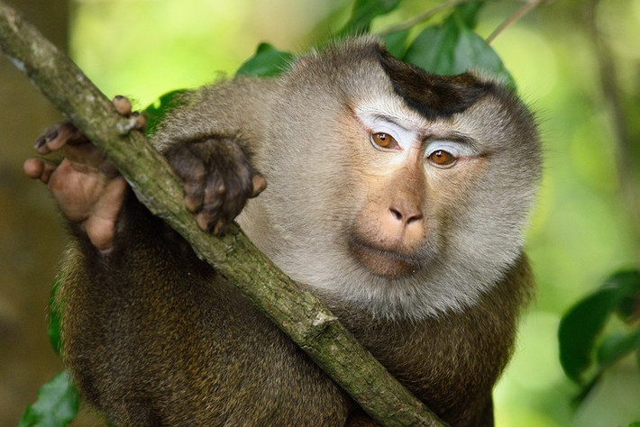 Khỉ đuôi lợn có tên khoa học là Macaca leonina, thuộc nhóm IIB thuộc loài nguy cấp, quý, hiếm được ưu tiên bảo vệ. Loài này có tên trong Sách Đỏ Việt Nam. Ảnh: Wikimedia Commons.