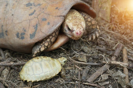 Qua kiểm tra, Hạt Kiểm lâm Hương Khê xác định 2 con rùa đó là rùa núi vàng (tên khoa học Indotestudo elongata) với tổng trọng lượng 3,2 kg. Vào thời điểm tiếp nhận, hai cá thể trong tình trạng sức khỏe ổn định. Ảnh: Adobe.