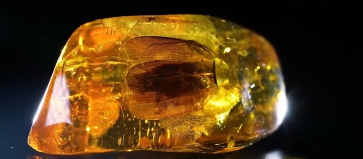 Chuyên gia đá quý tại Kaliningrad Amber Combine, bà Anna Dugina, cho biết, phát hiện này là mẫu vật của loài gián lớn nhất được cơ sở này phát hiện trong 5 năm qua. Bà ước tính tuổi của mẫu vật quý hiếm này không dưới 35- 40 triệu năm.