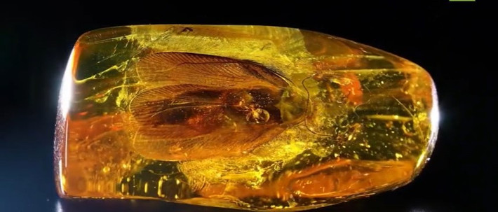 Kaliningrad Amber Combine đã phát triển các phương pháp khai thác độc đáo để bảo quản tính toàn vẹn của các mảnh hổ phách, đặc biệt là những mảnh có chứa các tạp chất thực vật và động vật.
