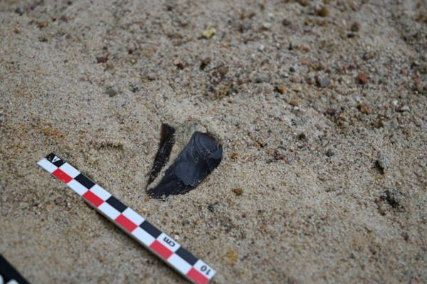Khám phá này cho thấy các xưởng chế tác công cụ đã được người Neanderthal vận hành. Tại đây, họ sửa chữa và mài sắc các dụng cụ dùng để giết mổ động vật khổng lồ thời Kỷ Băng hà, bao gồm voi ma mút, tê giác và ngựa. Ảnh: Faculty of Archaeology of the University of Warsaw/PAP.