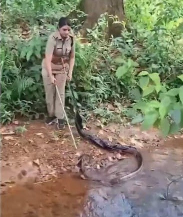 Một đoạn video do Susanta Nanda chia sẻ cho thấy cảnh cảnh sát GS Roshni khéo léo xử lý con rắn hổ mang chúa bằng một cây gậy bắt rắn khi phát hiện con vật tại một dòng suối nông. Hành động của cô thể hiện lòng dũng cảm và sự chuyên nghiệp.