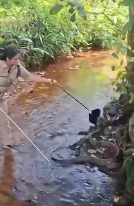 Theo nội dung trong video, Roshni đã cẩn thận dùng cây gậy bắt rắn để nhấc con vật lên và sau đó thả nó vào một môi trường sống thích hợp sâu trong rừng.