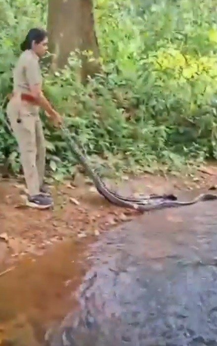 Được biết, Beat FO G S Roshni là thành viên của Đội Ứng phó Nhanh của Kerala FD. Lần này cô đã giải cứu con rắn hổ mang chúa dài 4,9m.