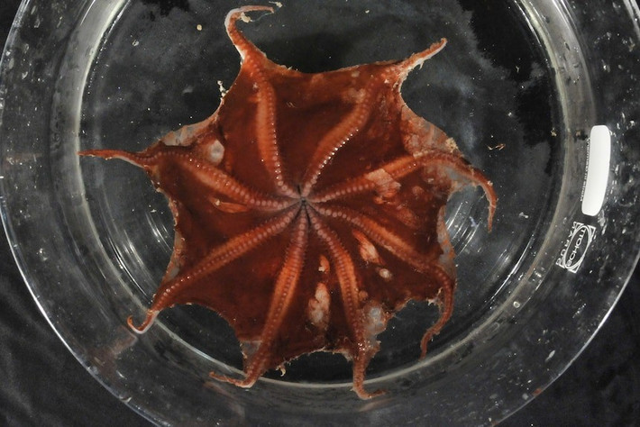 Loài bạch tuộc Opisthoteuthis carnarvonensis thuộc nhóm “bạch tuộc Dumbo” - tên gọi bắt nguồn từ cặp vây lớn giống tai voi dùng để di chuyển trong nước. Ảnh: CSIRO: Cindy Bessey.