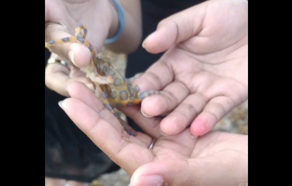 Dù vậy, các chuyên gia cảnh báo mọi người hãy tránh tiếp xúc với những sinh vật biển bí ẩn khi đi du lịch, khám phá đại dương. Ảnh cắt từ clip.