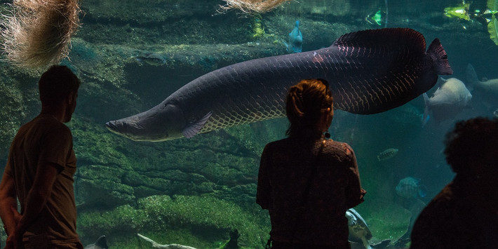Các cá thể cá Arapaima lấy oxy từ không khí trên mặt nước bằng cách đớp khí. Ngoài hệ thống mang, chúng còn có thể hấp thụ oxy trực tiếp từ không khí qua một hệ thống mao mạch phong phú nằm ở cổ họng giống như phổi ở các loài động vật sống trên cạn. Ảnh: nationalzoo.si.edu.