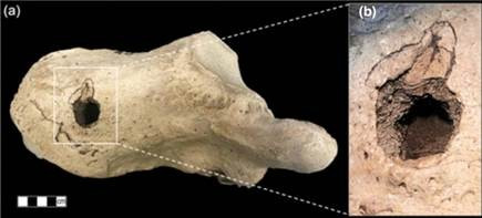 Các nhà khảo cổ đã tìm thấy hóa thạch của loài lười đất khổng lồ (Lestodon armatus) tại khu vực Arroyo del Vizcaíno, gần Sauce, Uruguay. Họ cho hay khám phá này có thể đẩy lùi bằng chứng sớm nhất về sự hiện diện của con người ở Nam Mỹ hàng nghìn năm trước. Ảnh: R.A. Fariña et al., Swiss Journal of Palaeontology.