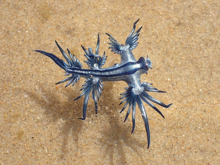 Rồng xanh hay còn gọi sên rồng có tên khoa học là Glaucus atlanticus. Đây là một loài sên biển có vẻ ngoài ấn tượng nhưng rất nguy hiểm. Chúng có thể giữ lại các tế bào châm gây nhức nhối từ các bữa ăn và dàn trải các tế bào này dọc theo các “ngón tay” của mình. Đây là thứ chúng thường dùng khi săn mồi. Ảnh: johneichler.