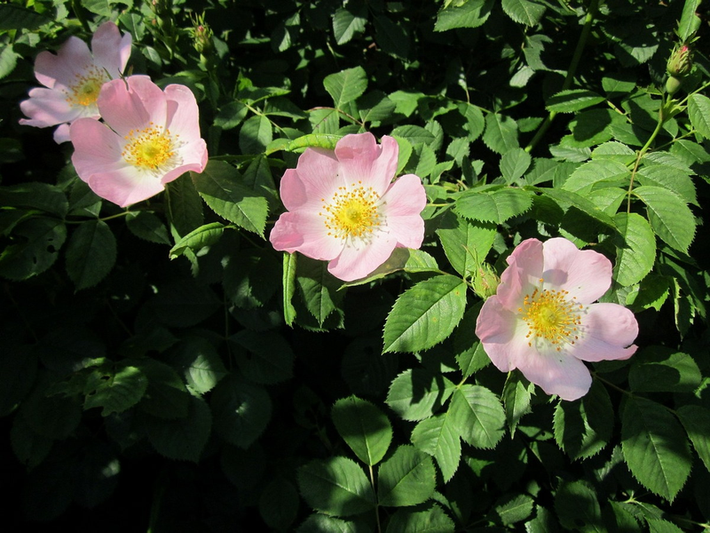 Tầm xuân (Rosa canina) cao 3m, là cây bản địa của châu Âu, Tây Á và Bắc Phi. Loài cây có cành cong, nhiều gai này thường được trồng làm bờ giậu, đã du nhập đến nhiều nơi trên thế giới.
