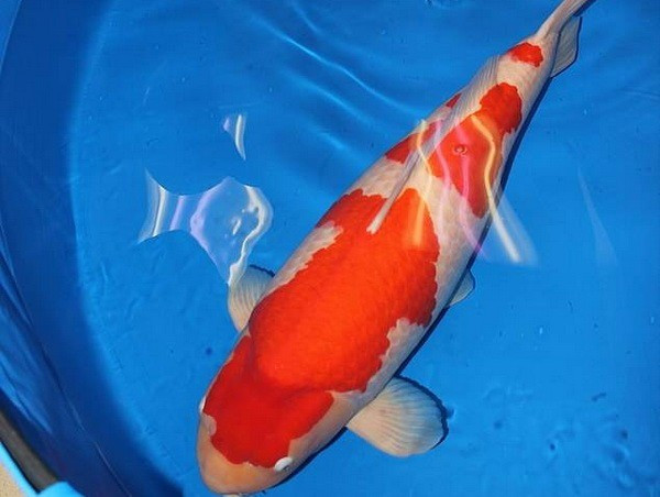 Năm 2018, một cuộc đấu giá cá Koi được tổ chức ở trang trại Saki Fish, thành phố Hiroshima, Nhật Bản. Khi ấy, con cá Koi Kohaku Nhật Bản dài tới 1m được bán với giá 203 triệu yên (khoảng 41,5 tỷ đồng). Theo đó, đây là con cá Koi đắt nhất thế giới. Ảnh: Daily Mail.