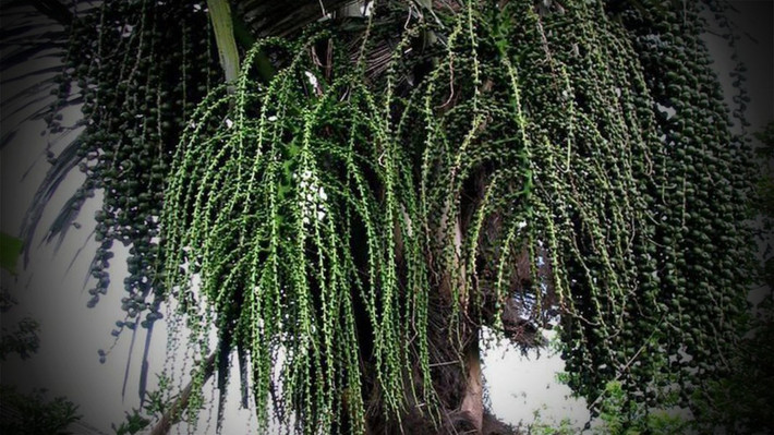 Rượu Đoác là rượu duy nhất trên thế giới được lấy trực tiếp từ cây để uống