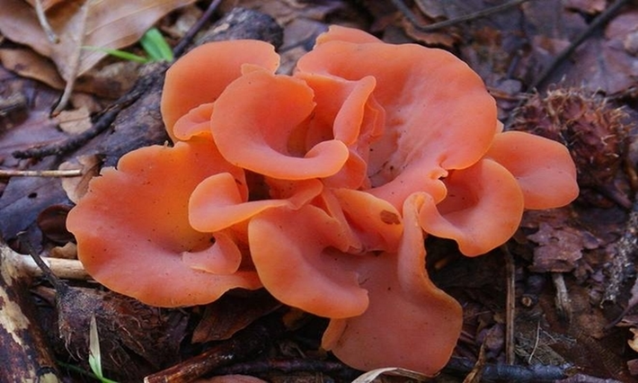 "Guepinia helvelloides" là loài nấm có màu da cam với hình dạng giống vành tai người. Nấm mọc đơn độc hoặc mọc thành cụm trên gỗ mục.