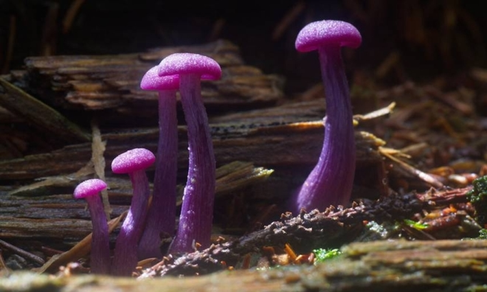 "Laccaria amethystina" là loài nấm có màu tím khi còn non và màu tím bị mất dần trong quá trình phát triển. Chúng sống trong những khu rừng lá rụng cũng như rừng lá kim.
